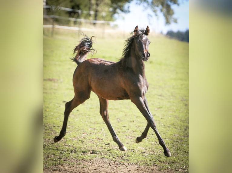 Arabian horses Stallion 1 year 15,1 hh Black in Pastetten