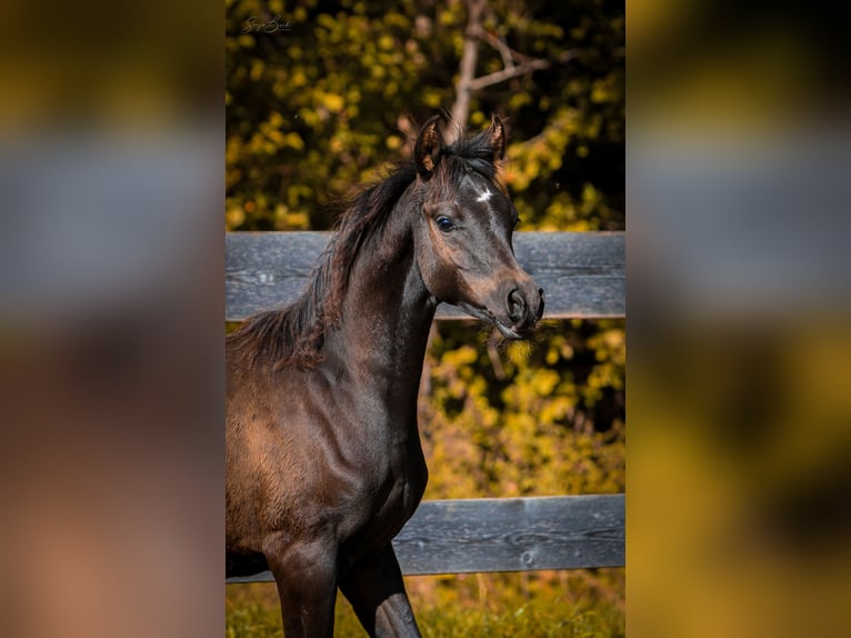 Arabian horses Stallion 1 year 15,1 hh Black in Pastetten