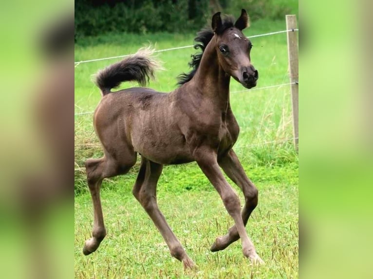 Arabian horses Stallion 1 year 15,1 hh Black in Rattenkirchen