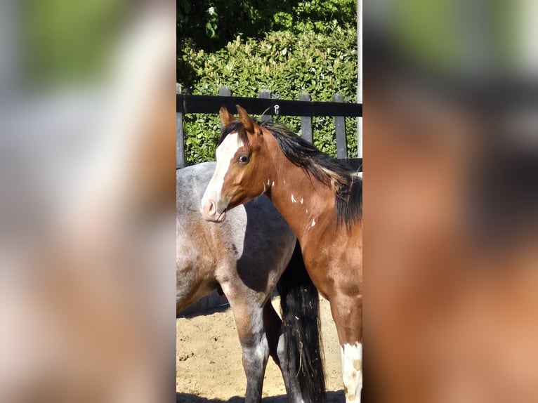 Arabian horses Stallion 1 year 15.1 hh Brown in PUTTEN