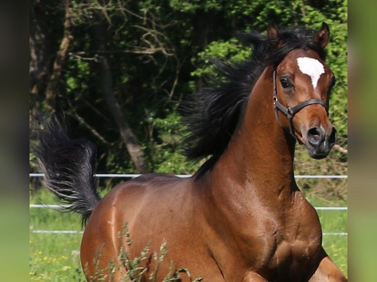 Arabian horses Stallion 1 year 15.1 hh Brown in Leun