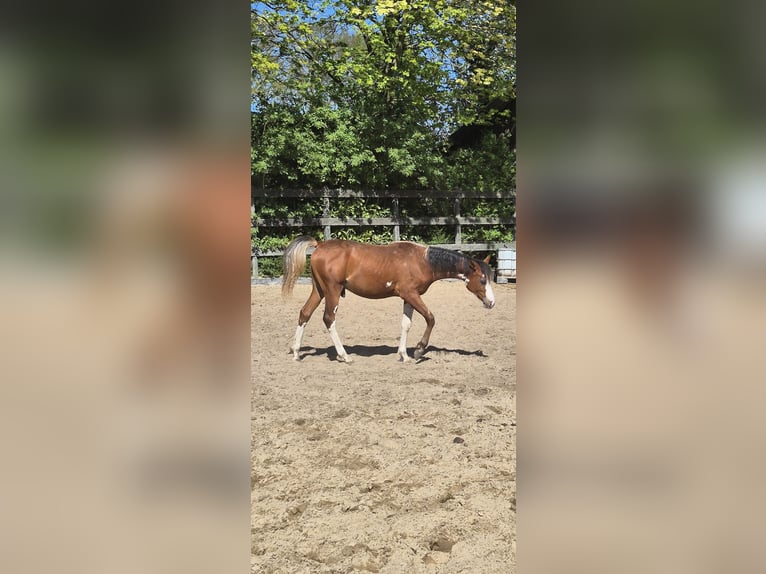 Arabian horses Stallion 1 year 15.1 hh Brown in PUTTEN