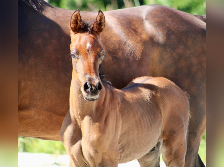 Arabian horses Stallion 1 year 15,1 hh Brown in Wangerland Hohenkirchen