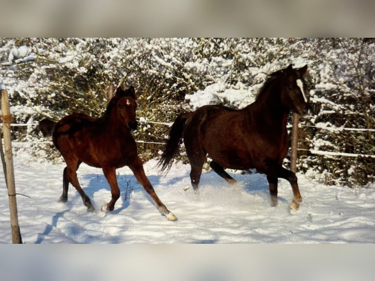 Arabian horses Stallion 1 year 15,1 hh Brown in Pleinfeld