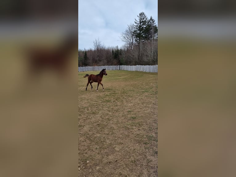 Arabian horses Stallion 1 year 15,1 hh Brown in Pleinfeld