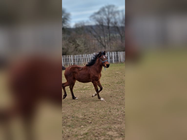 Arabian horses Stallion 1 year 15,1 hh Brown in Pleinfeld