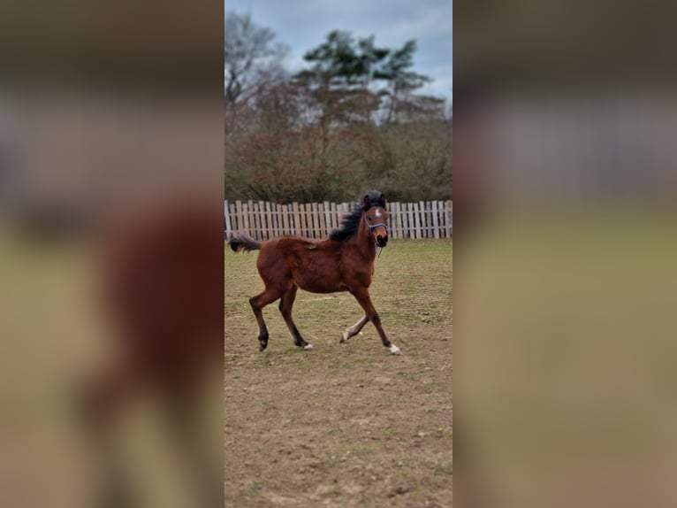 Arabian horses Stallion 1 year 15,1 hh Brown in Pleinfeld