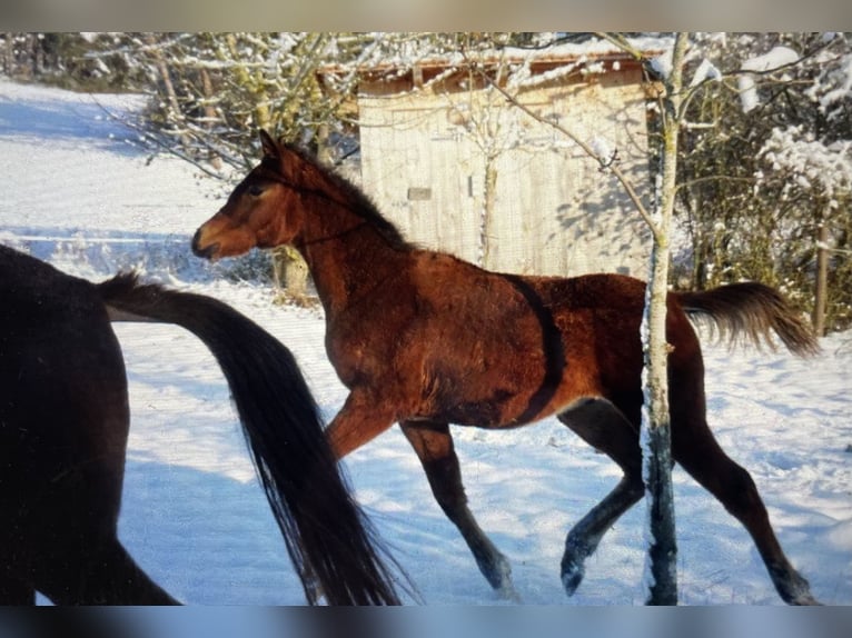 Arabian horses Stallion 1 year 15,1 hh Brown in Pleinfeld