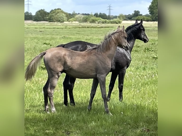 Arabian horses Stallion 1 year 15.1 hh Brown Falb mold in Großefehn Ostgroßefehn
