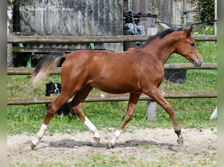 Arabian horses Stallion 1 year 15,1 hh Brown in Mörsdorf