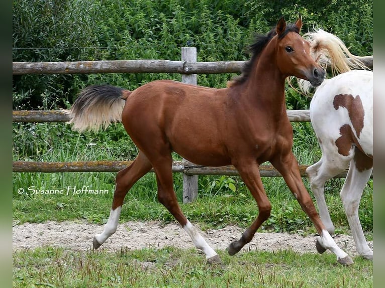 Arabian horses Stallion 1 year 15,1 hh Brown in Mörsdorf