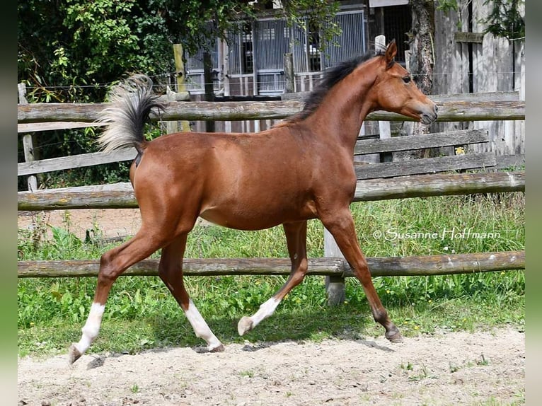 Arabian horses Stallion 1 year 15,1 hh Brown in Mörsdorf