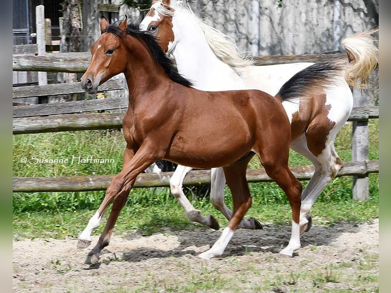 Arabian horses Stallion 1 year 15,1 hh Brown in Mörsdorf