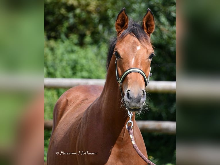 Arabian horses Stallion 1 year 15,1 hh Brown in Mörsdorf