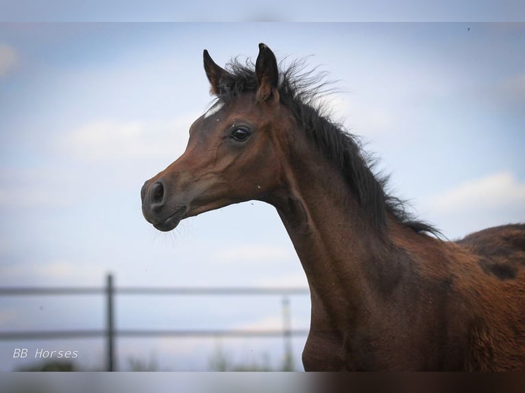 Arabian horses Stallion 1 year 15,1 hh Brown in Pastetten