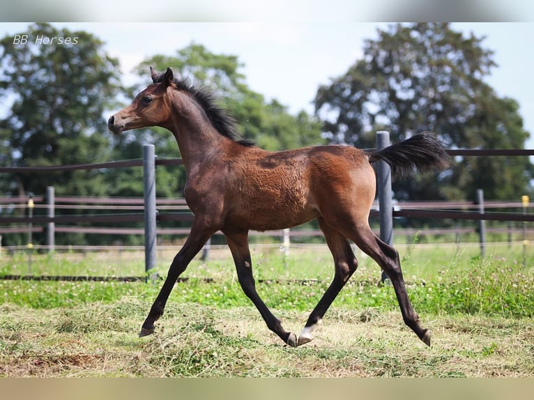 Arabian horses Stallion 1 year 15,1 hh Brown in Pastetten