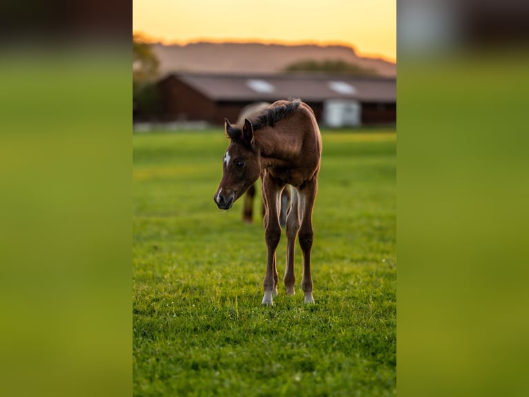 Arabian horses Stallion 1 year 15,1 hh Brown in Herzberg am Harz