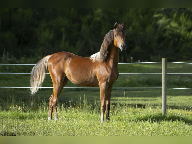 Arabian horses Stallion 1 year 15,1 hh Brown in Gram