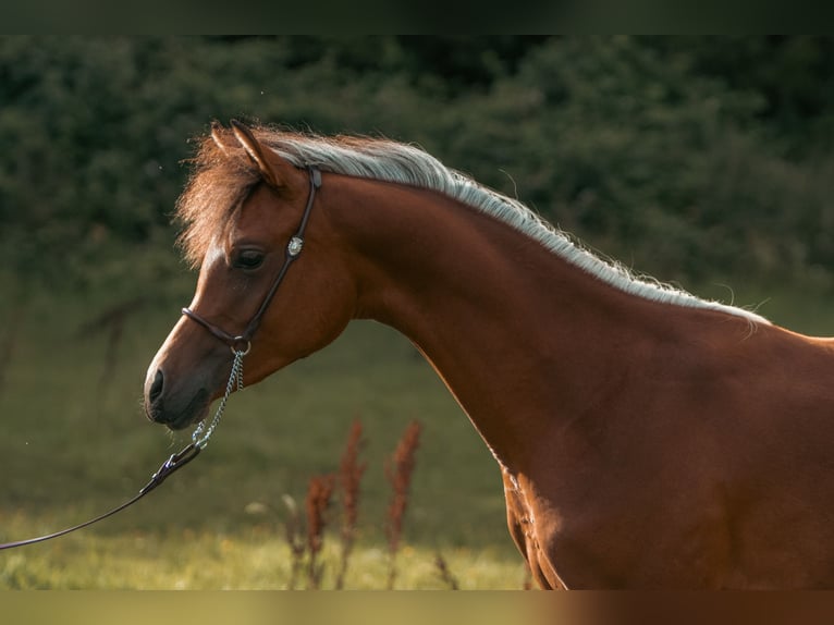 Arabian horses Stallion 1 year 15,1 hh Brown in Gram