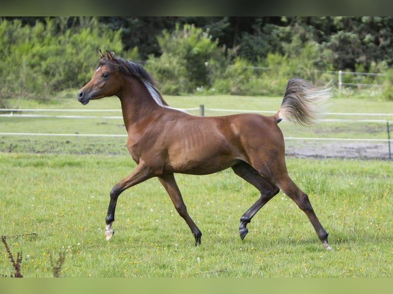 Arabian horses Stallion 1 year 15,1 hh Brown in Gram