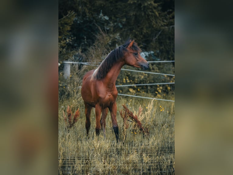 Arabian horses Stallion 1 year 15,1 hh Brown in Gram