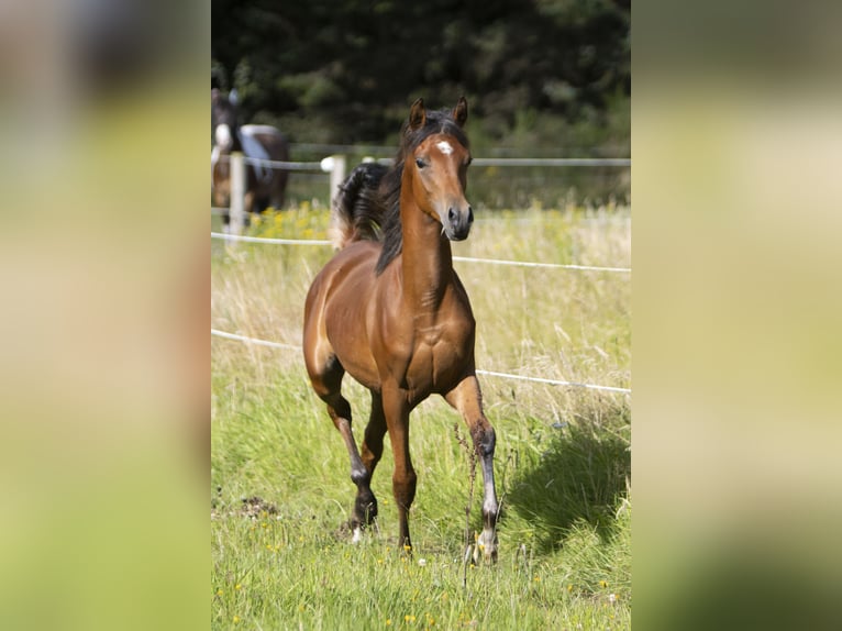 Arabian horses Stallion 1 year 15,1 hh Brown in Gram