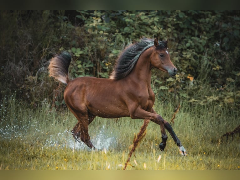 Arabian horses Stallion 1 year 15,1 hh Brown in Gram