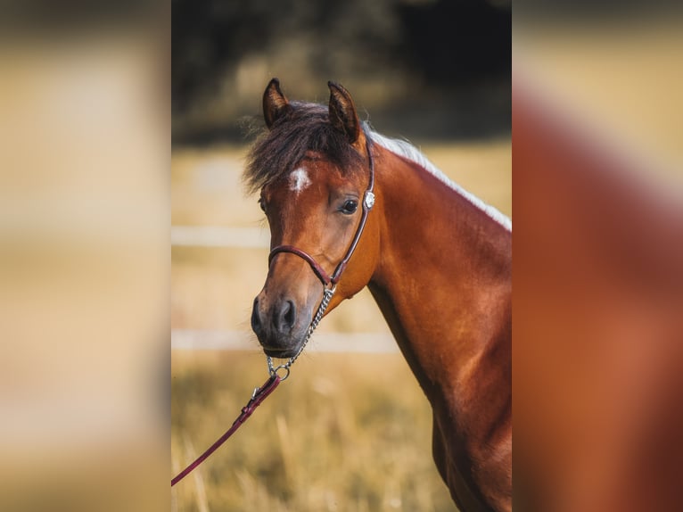 Arabian horses Stallion 1 year 15,1 hh Brown in Gram