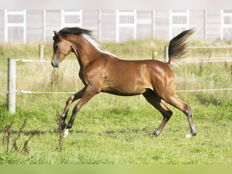 Arabian horses Stallion 1 year 15,1 hh Brown in Gram