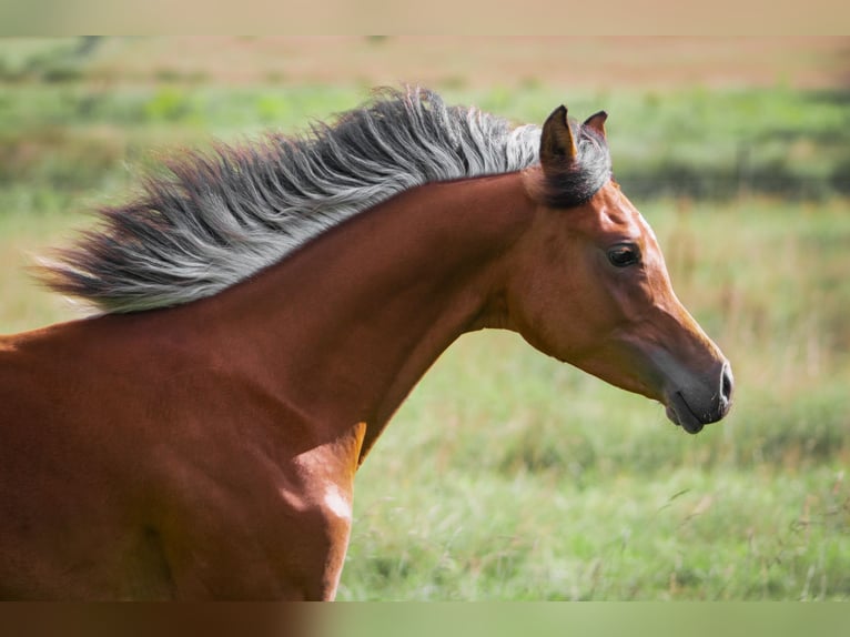 Arabian horses Stallion 1 year 15,1 hh Brown in Gram