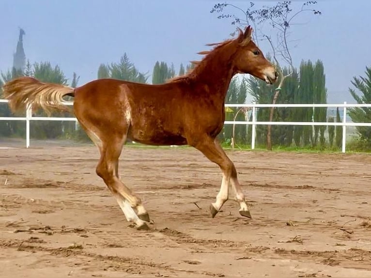 Arabian horses Stallion 1 year 15,1 hh Chestnut in Los Palacios y Villafranca, Sevilla