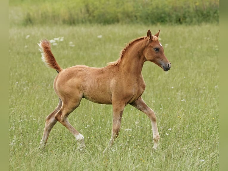 Arabian horses Stallion 1 year 15,1 hh Chestnut-Red in Gemünden (Felda)