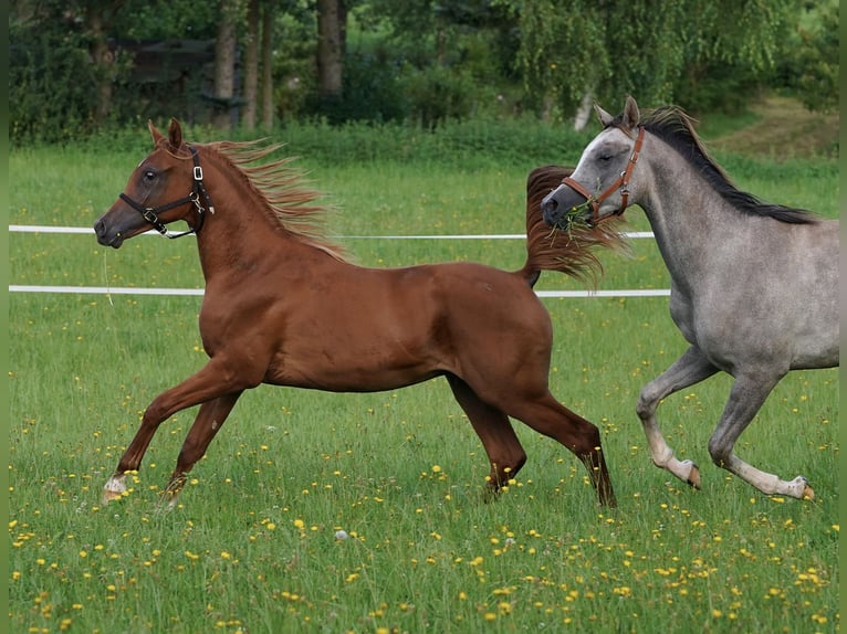 Arabian horses Stallion 1 year 15,1 hh Chestnut-Red in Gemünden (Felda)