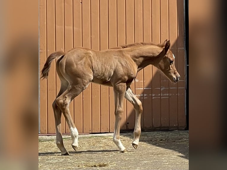 Arabian horses Stallion 1 year 15,1 hh Chestnut-Red in Gemünden (Felda)