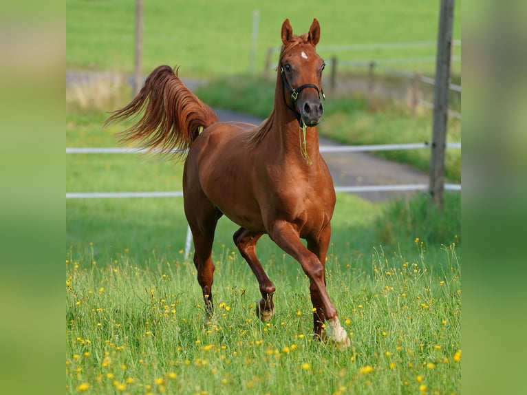 Arabian horses Stallion 1 year 15,1 hh Chestnut-Red in Gemünden (Felda)