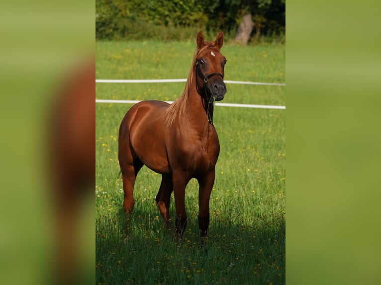 Arabian horses Stallion 1 year 15,1 hh Chestnut-Red in Gemünden (Felda)