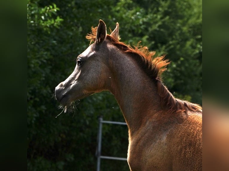 Arabian horses Stallion 1 year 15,1 hh Gray in Gemünden (Felda)