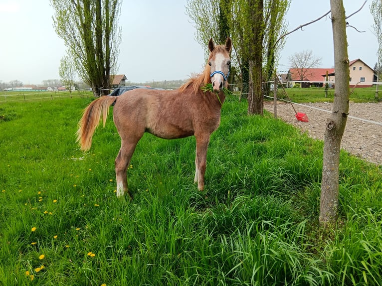 Arabian horses Stallion 1 year 15,1 hh Gray in Artiče