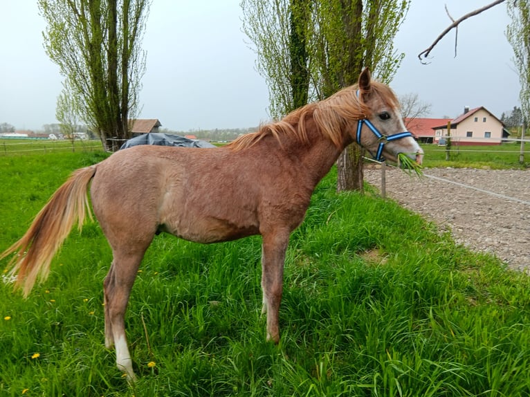 Arabian horses Stallion 1 year 15,1 hh Gray in Artiče