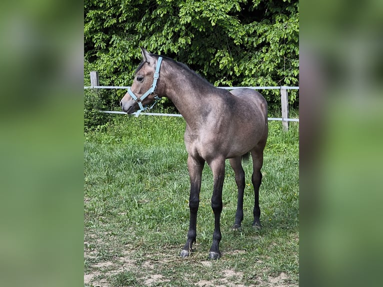 Arabian horses Stallion 1 year 15.1 hh Grey in Čazma