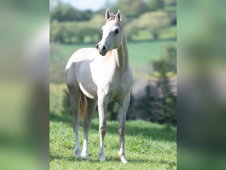 Arabian horses Stallion 1 year 15.1 hh Grey in Gemünden (Felda)