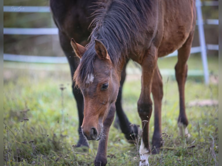 Arabian horses Stallion 1 year 15.2 hh Bay-Dark in Pastetten