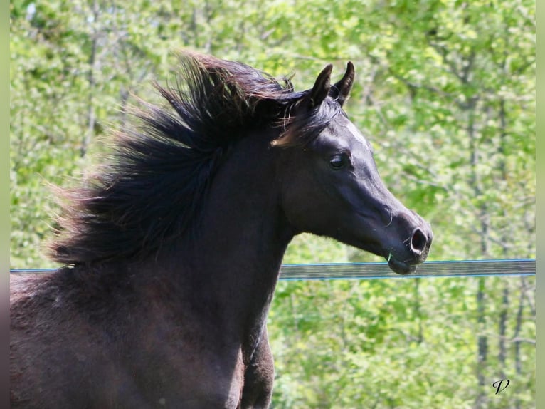 Arabian horses Stallion 1 year 15.2 hh Black in Périgueux