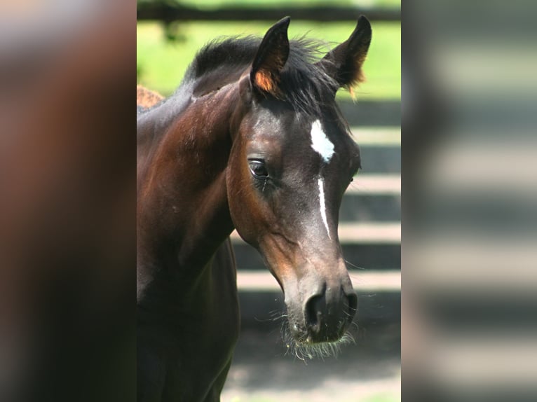 Arabian horses Stallion 1 year 15,2 hh Black in Santok