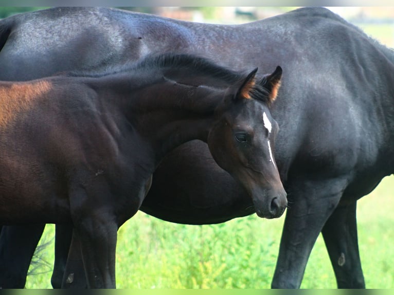 Arabian horses Stallion 1 year 15,2 hh Black in Santok