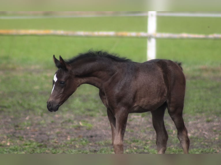 Arabian horses Stallion 1 year 15,2 hh Black in Santok