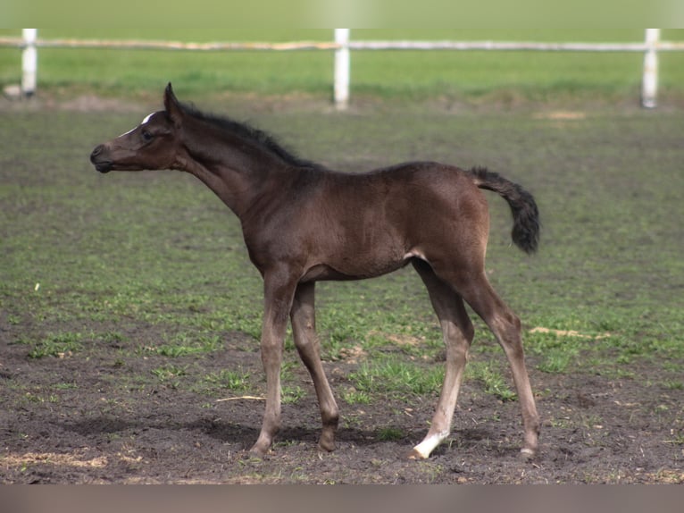 Arabian horses Stallion 1 year 15,2 hh Black in Santok