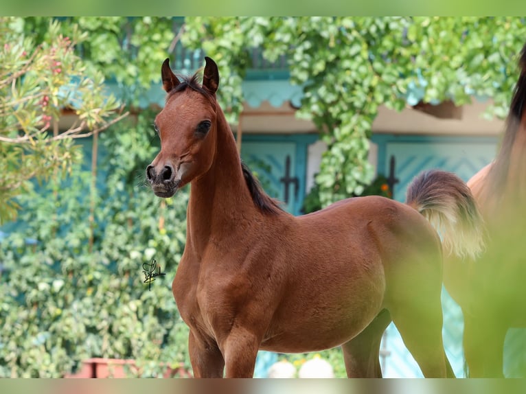 Arabian horses Stallion 1 year 15,2 hh Brown in Essenbach