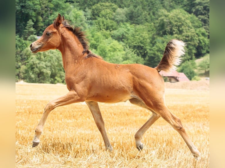 Arabian horses Stallion 1 year 15,2 hh Brown in Essenbach