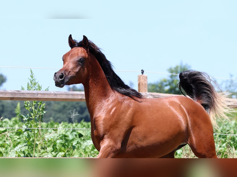 Arabian horses Stallion 1 year 15,2 hh Brown in Essenbach